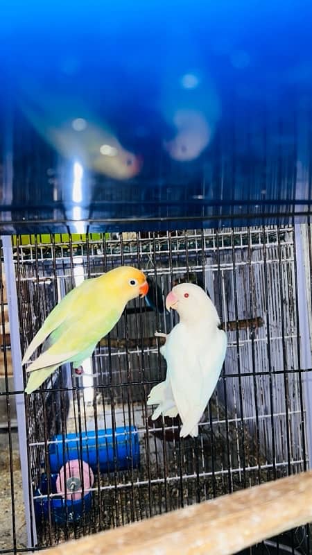 Lovebirds 100% Breeder Pair With Chicks And Eggs 3