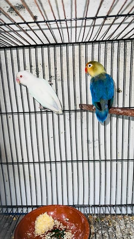 Lovebirds 100% Breeder Pair With Chicks And Eggs 4