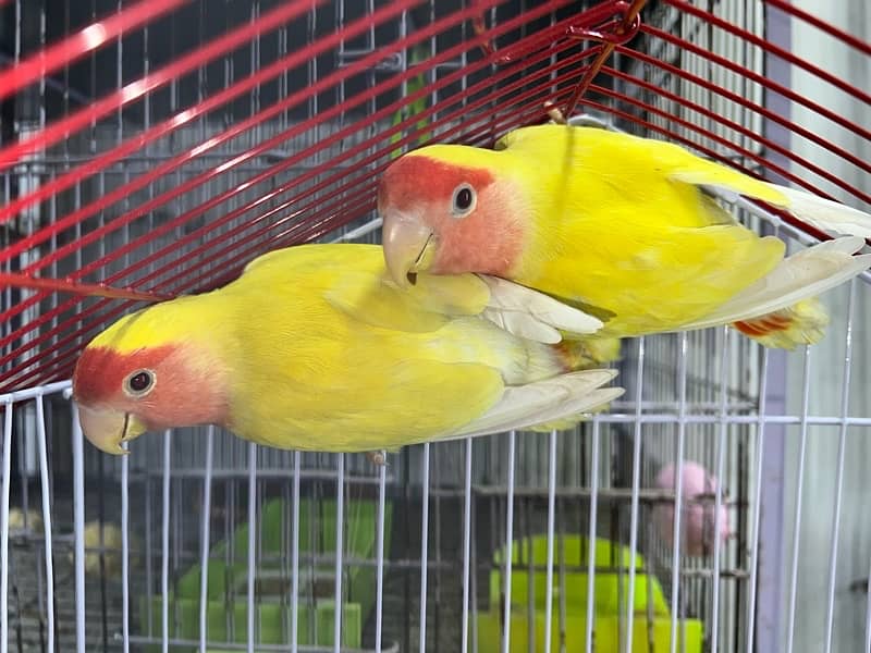 Lovebirds 100% Breeder Pair With Chicks And Eggs 5