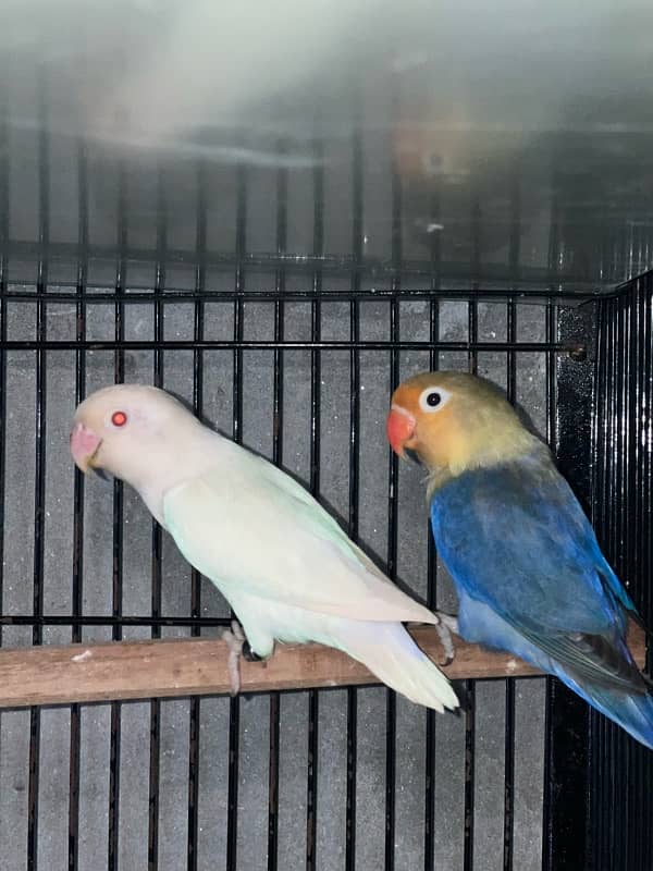 Lovebirds 100% Breeder Pair With Chicks And Eggs 6