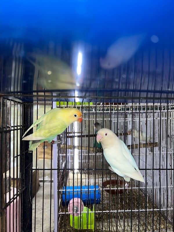 Lovebirds 100% Breeder Pair With Chicks And Eggs 7