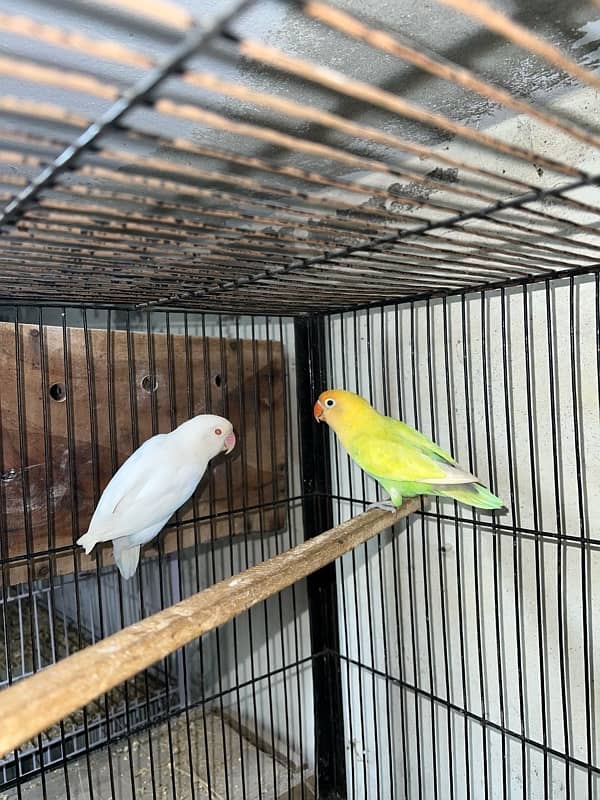 Lovebirds 100% Breeder Pair With Chicks And Eggs 8