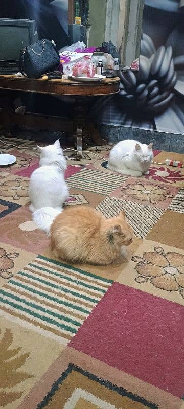 3 cats available 0