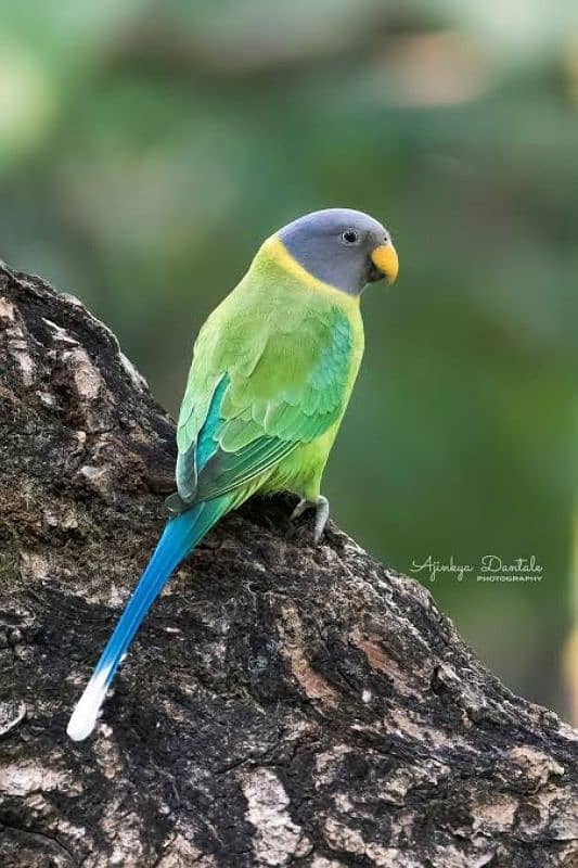 Plum Head Parrot Adult Female 0