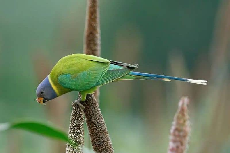 Plum Head Parrot Adult Female 1