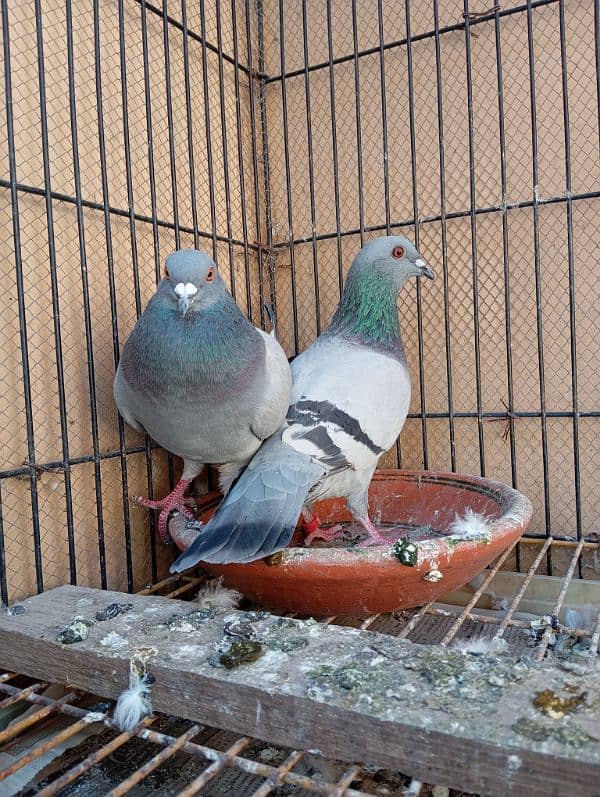 black silver pigeon beautiful breeder pair, full healthy and active 0