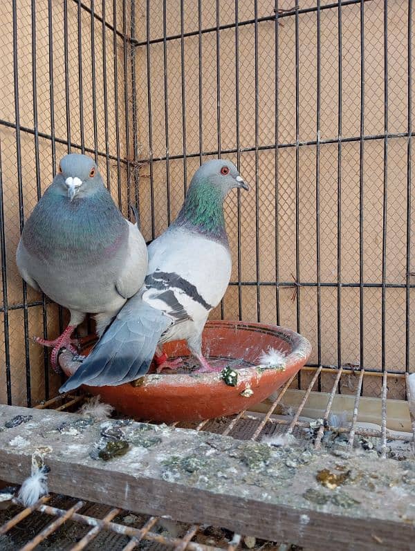 black silver pigeon beautiful breeder pair, full healthy and active 1