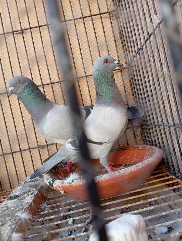 black silver pigeon beautiful breeder pair, full healthy and active 2