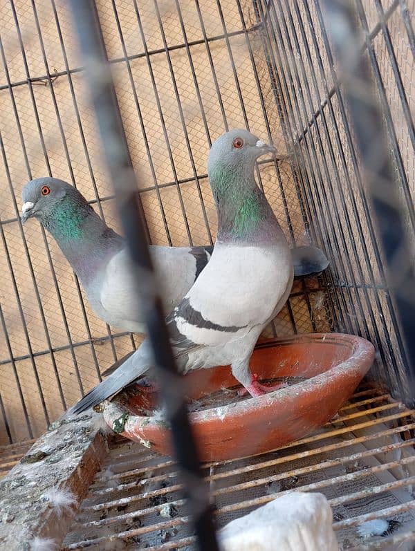 black silver pigeon beautiful breeder pair, full healthy and active 3