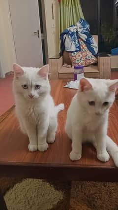 Turkish Angora Male Kittens