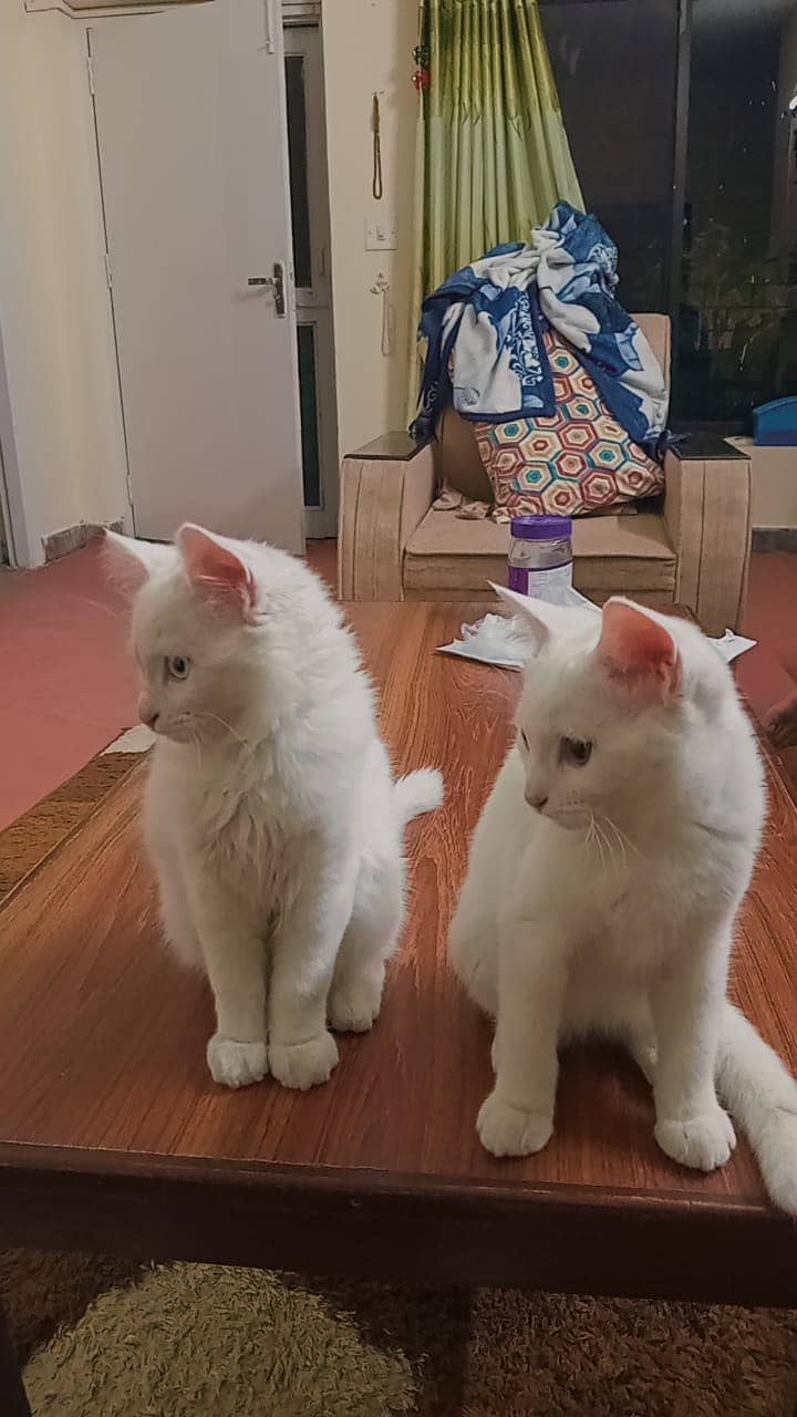 Turkish Angora Male Kittens 2