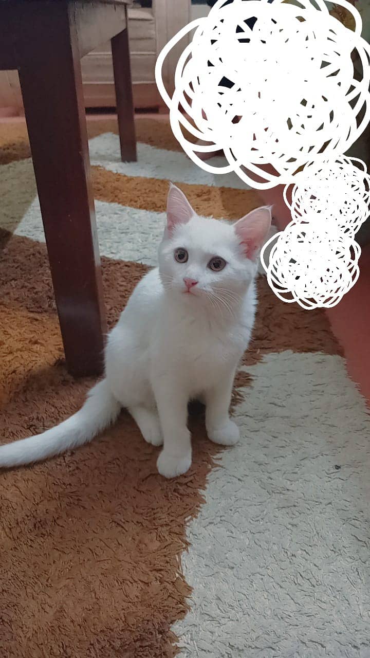 Turkish Angora Male Kittens 6