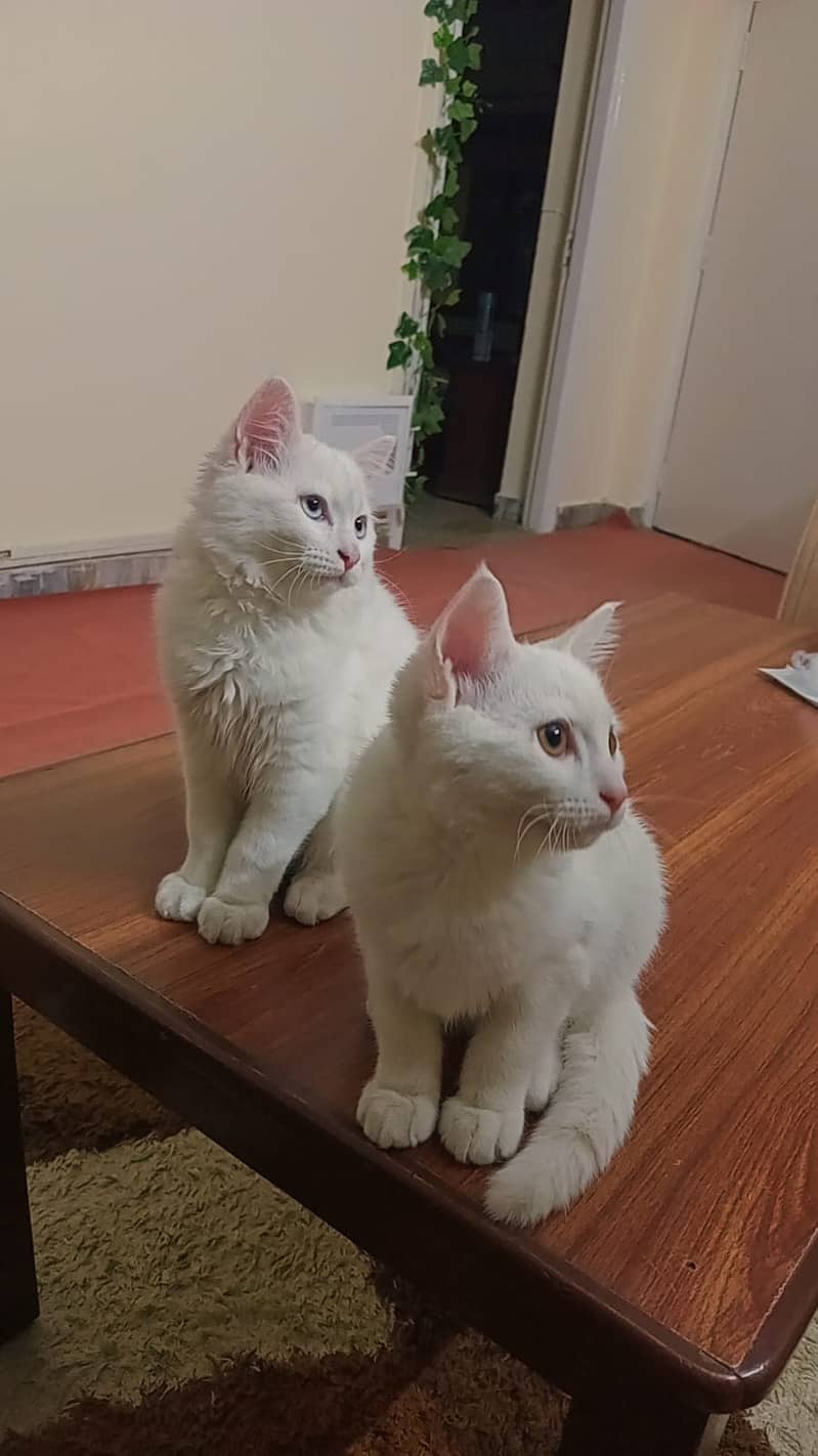 Turkish Angora Male Kittens 7