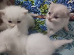 Persian Kittens Blue Eyes Double/Triple coated