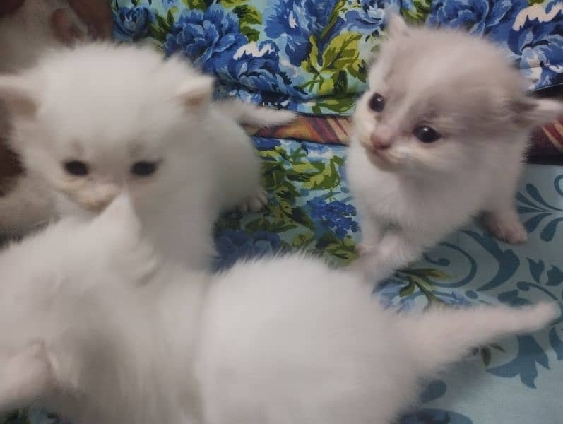 Persian Kittens Blue Eyes Double/Triple coated 0