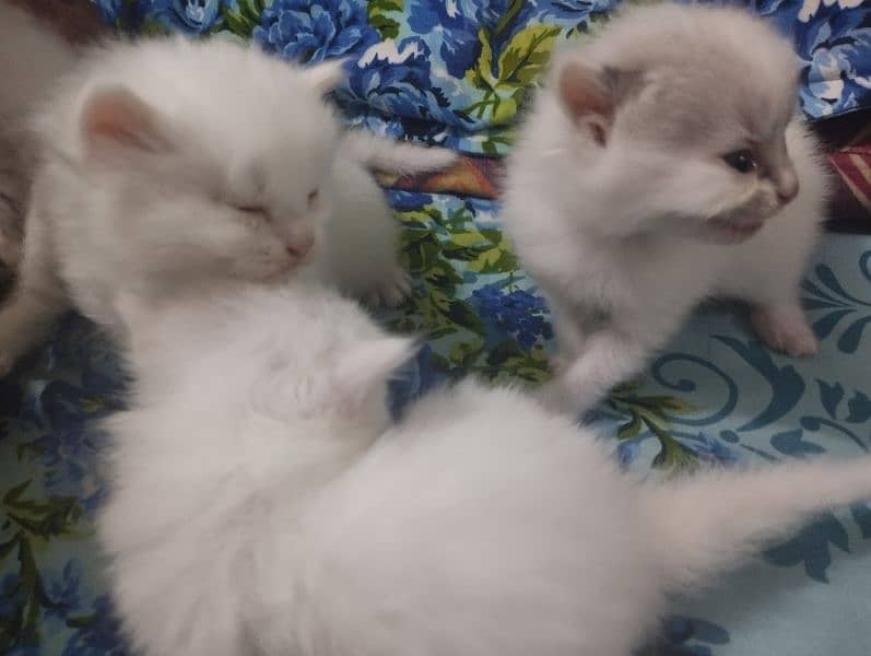 Persian Kittens Blue Eyes Double/Triple coated 1