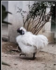 silkie hen male out class full okay