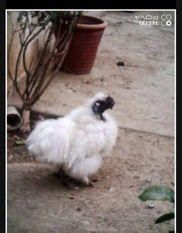 silkie hen male out class full okay 1