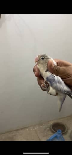 love birds BREEDER PIED SPLIT INO FEMALE