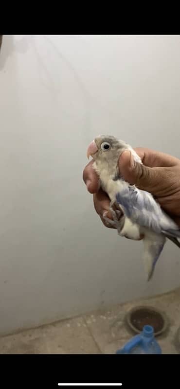 love birds BREEDER PIED SPLIT INO FEMALE 0