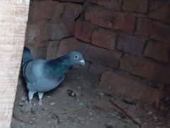 Qasid kabootar , Qasid pigeon