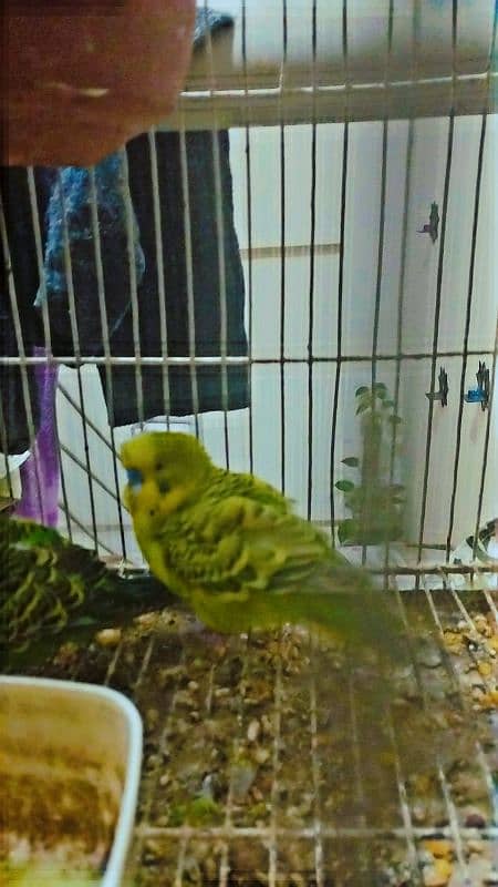 Exhibition split males budgies 1