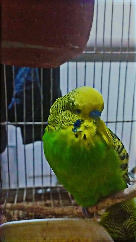 Exhibition split males budgies 3