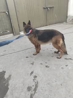 German shepherd female