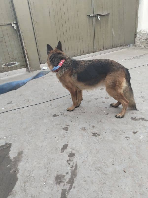 German shepherd female 0