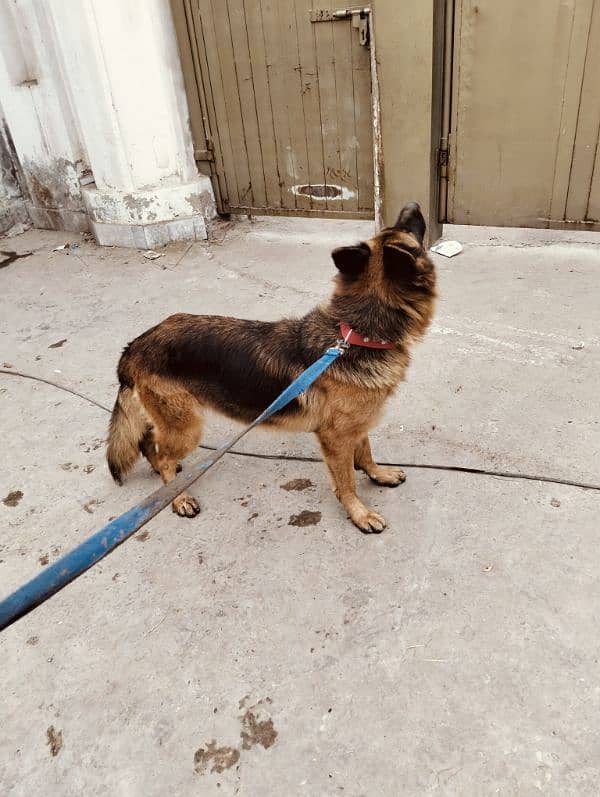 German shepherd female 1