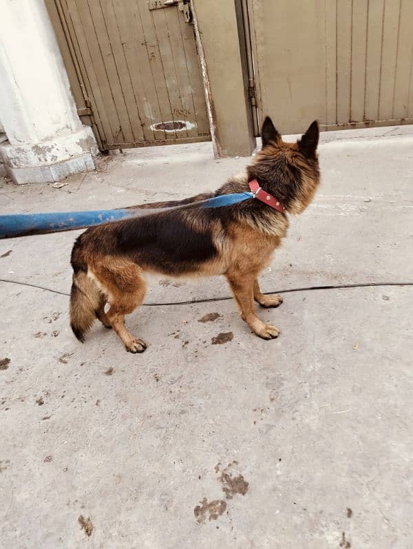 German shepherd female 3