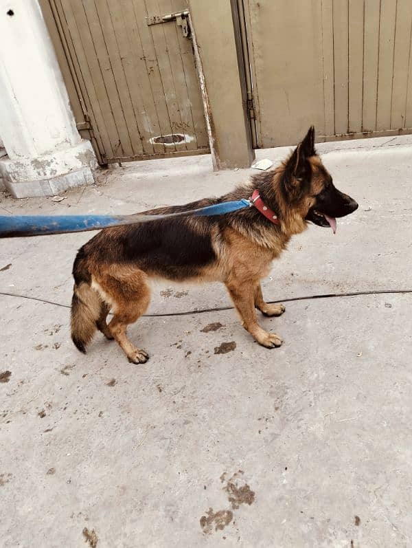 German shepherd female 4