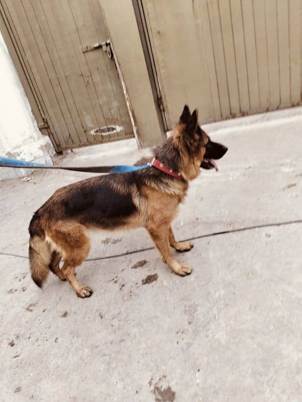 German shepherd female 5