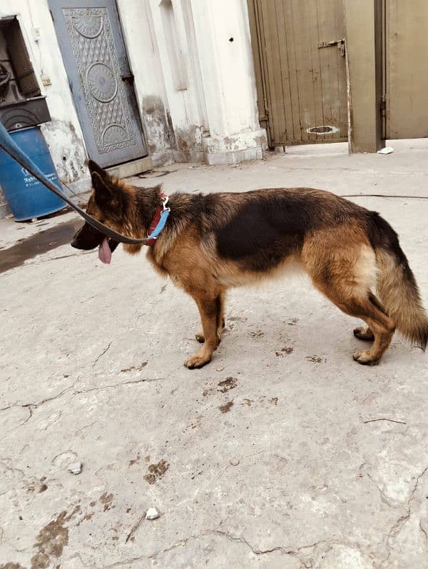 German shepherd female 7