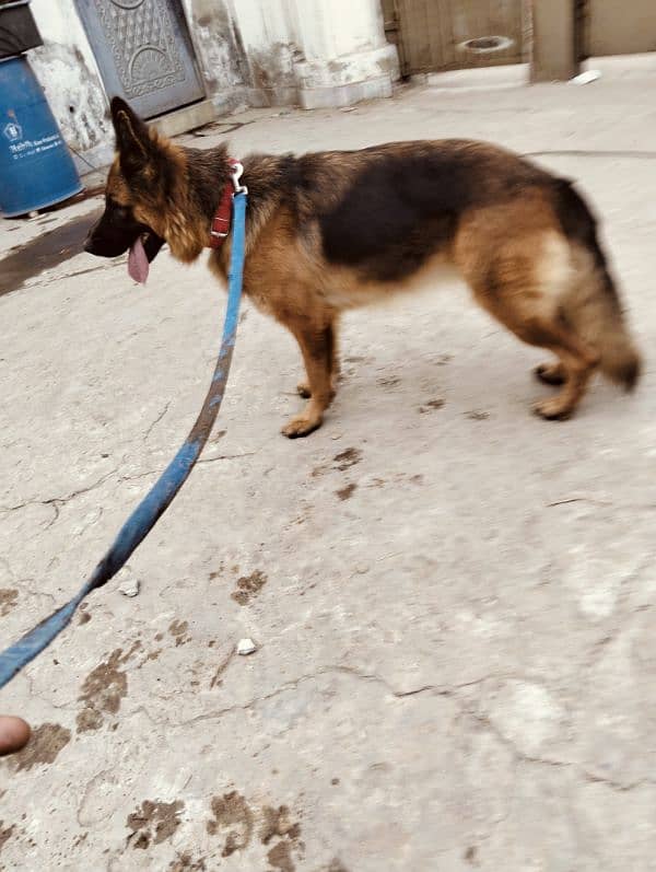 German shepherd female 8