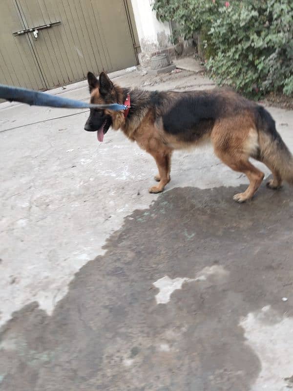 German shepherd female 9