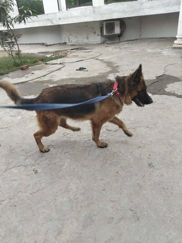 German shepherd female 10