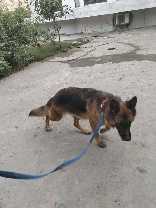 German shepherd female 11