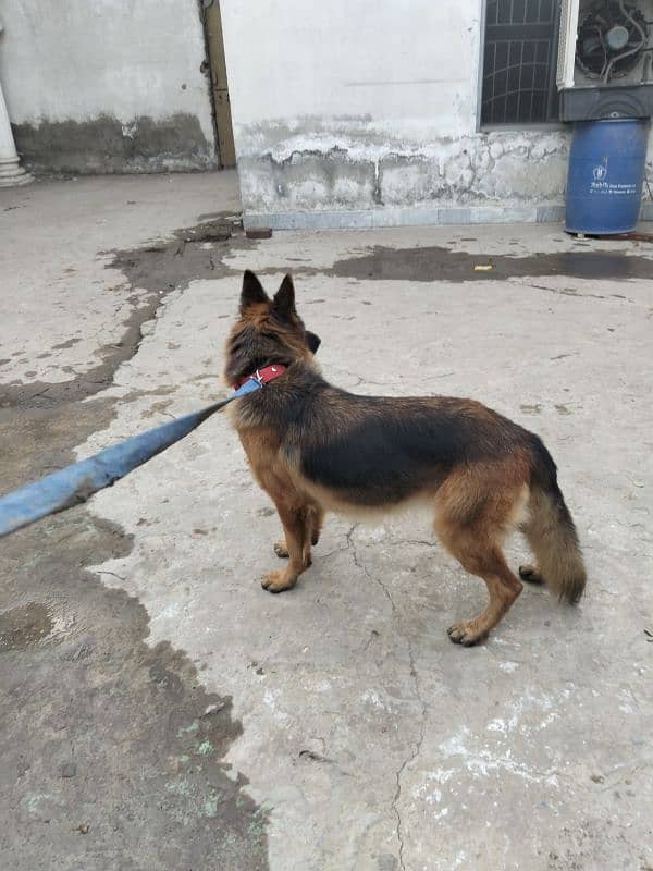 German shepherd female 12