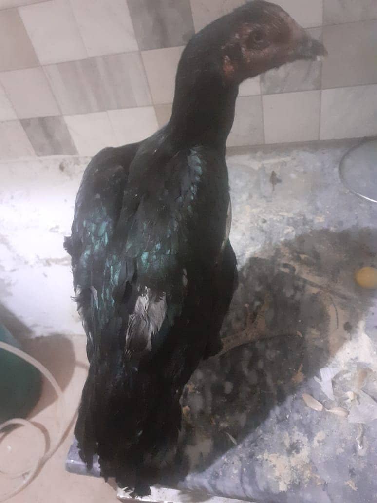 Black Aseel Hens for sale 0