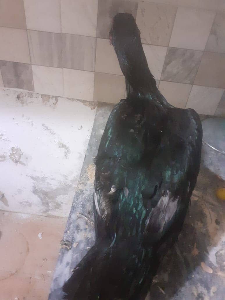 Black Aseel Hens for sale 1