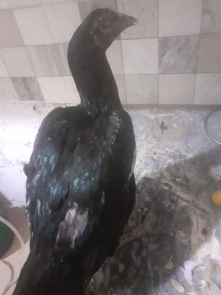 Black Aseel Hens for sale 2