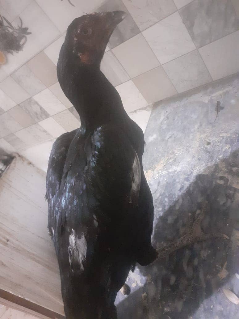 Black Aseel Hens for sale 4