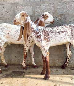 Pure Makha Cheene Male & Female