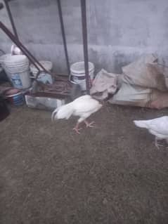 heera pair for sale