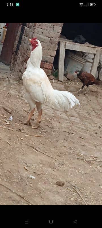 aseel mianwali Heera breeder murga 1