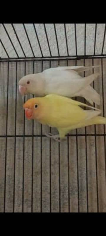 albino red eyes pair 5500 8