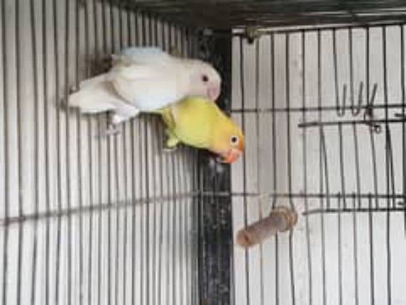 albino red eyes pair 5500 14