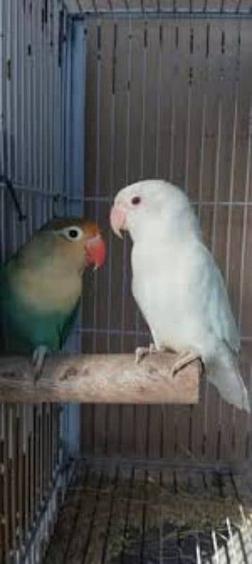 albino red eyes pair 5500 15