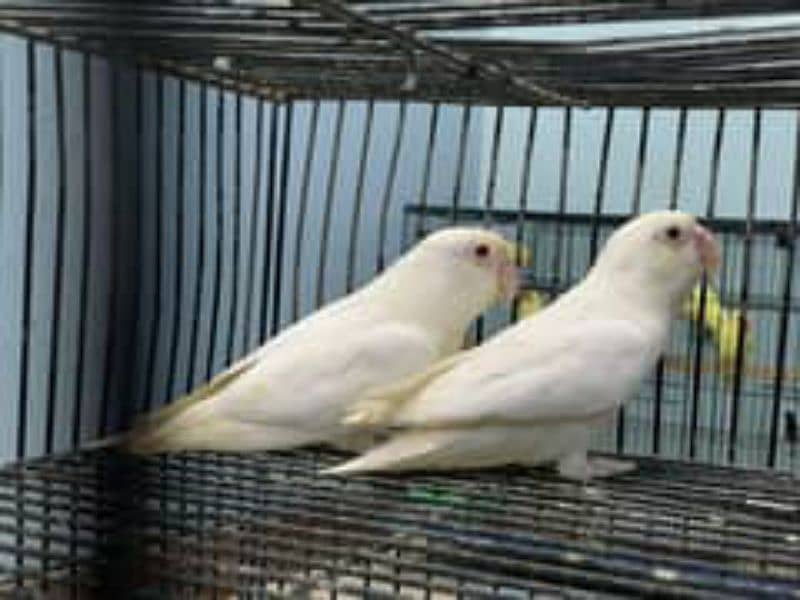 albino red eyes pair 5500 16